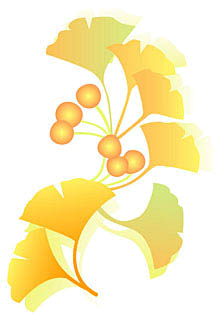落ち葉 落ち葉