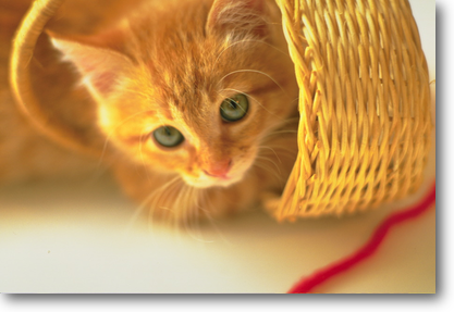 CAT2.png CAT2.png